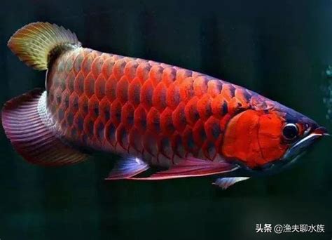 龍魚鱗片受傷|（四）龍魚常見的鱗片病「立鱗」？原因及治療方法